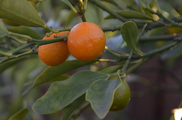 0206Kumquat3.jpg