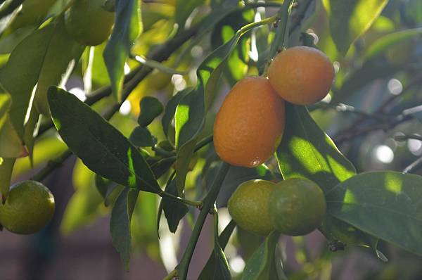 0205Kumquat1.jpg