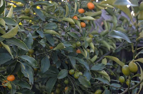 0206Kumquat2.jpg