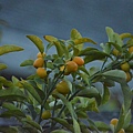 0225Kumquat1.jpg