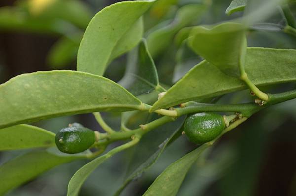 0905Kumquat1.jpg