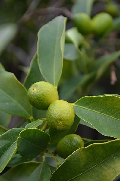 1215Kumquat2.jpg