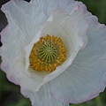 0331ShirleyPoppy1.jpg