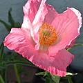 0401ShirleyPoppy1.jpg