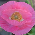 0406ShirleyPoppy2.jpg