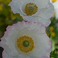 0406ShirleyPoppy1.jpg