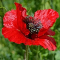 0412ShirleyPoppy1.jpg