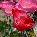 0415ShirleyPoppy2.jpg