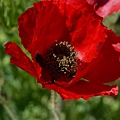 0416ShirleyPoppy3.jpg