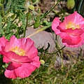 0422ShirleyPoppy1.jpg