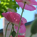 0423ShirleyPoppy2.jpg