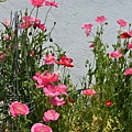 0424ShirleyPoppy2.jpg