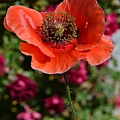 0509ShirleyPoppy3.jpg