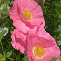 0509ShirleyPoppy2.jpg