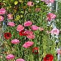 0513ShirleyPoppy1.jpg