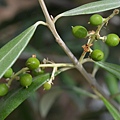 0610Olive2.jpg