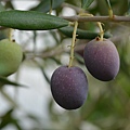 1007Olive1.jpg