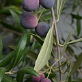 1025Olive1.jpg