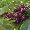 0514Cherry5.jpg