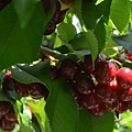 0514Cherry1.jpg