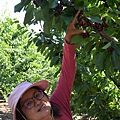 0514Cherry6.jpg