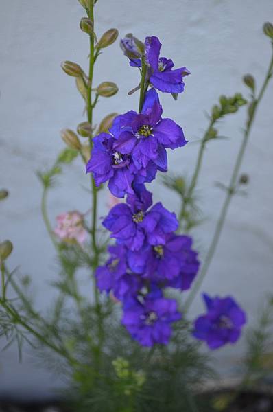 0428Larkspur2.jpg