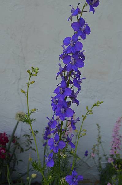 0511Larkspur5.jpg