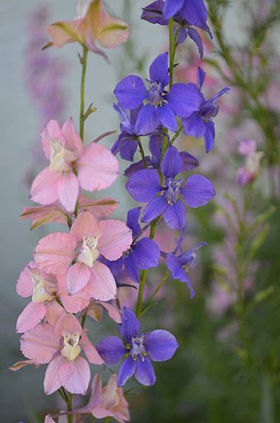 0524Larkspur3.jpg