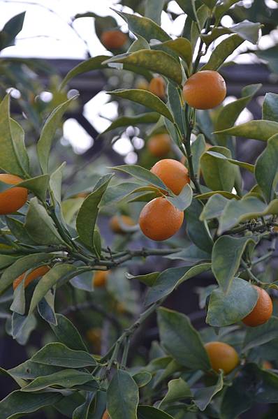 0331Kumquat1.jpg