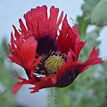 0508JimPoppy1.jpg