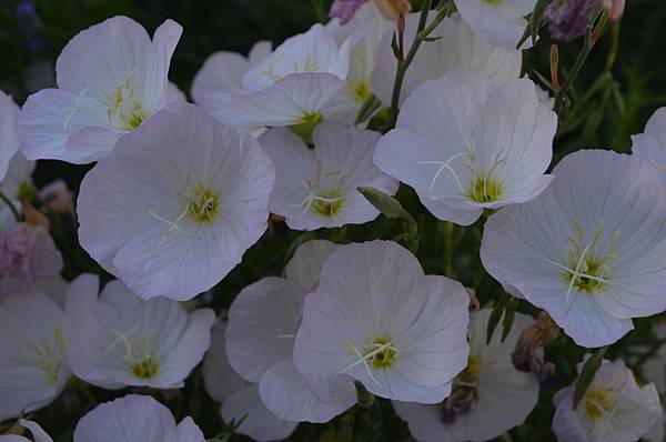 0605MexicanPrimrose2.jpg