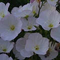 0605MexicanPrimrose2.jpg