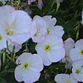 0605MexicanPrimrose5.jpg