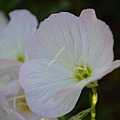 0605MexicanPrimrose10.jpg