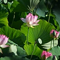 0621Lotus39.jpg