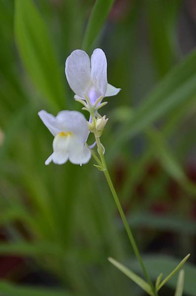 0504Linaria1.jpg