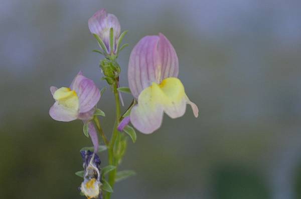 0602Linaria1.jpg