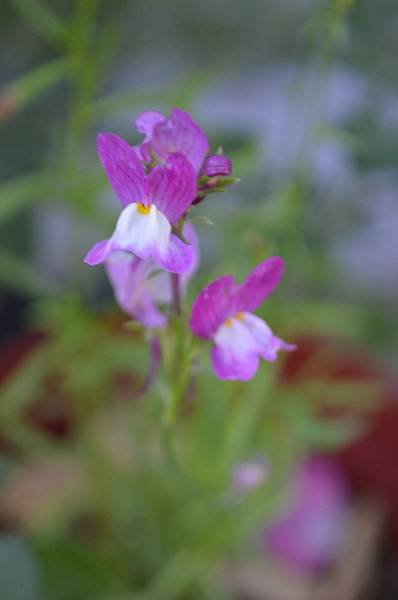 0525Linaria1.jpg