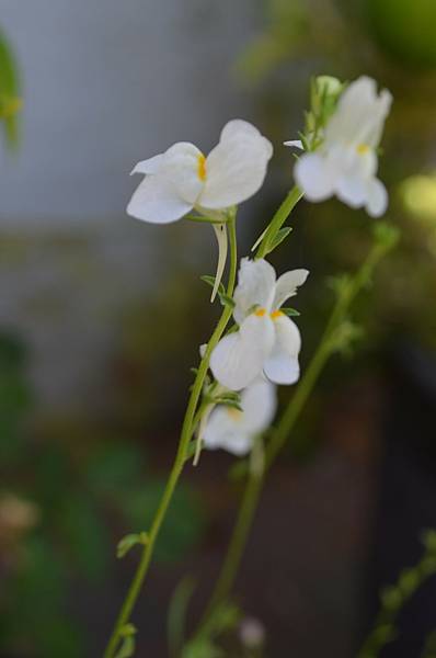 0605Linaria1.jpg