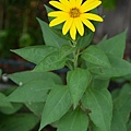 0809sunchoke1.jpg