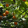 0902Kumquat1.jpg