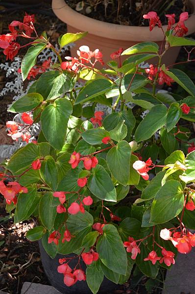 0901Begonia1.jpg