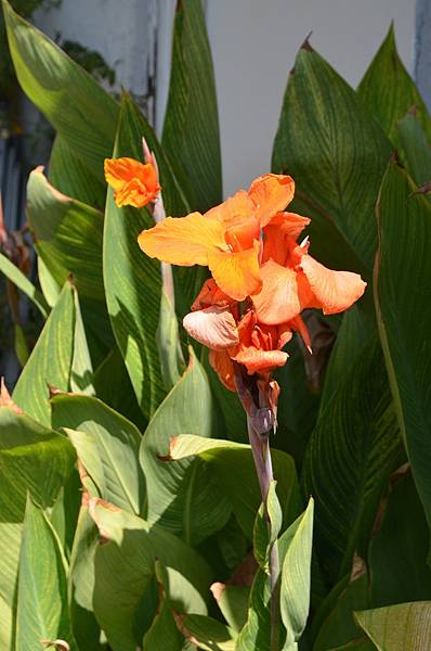 0914Canna1.jpg