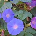 0917MorningGlory1.jpg