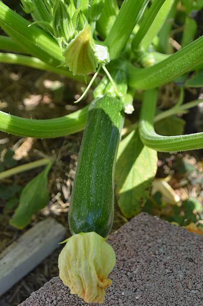 0920Zucchni1.jpg