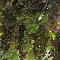 0812Grape1.jpg