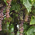 0819Grape6.jpg