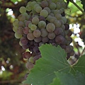 0819Grape7.jpg