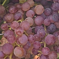 0915Grape1.jpg