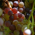 0915Grape3.jpg